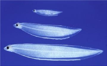 深海魚　レプトケファルス